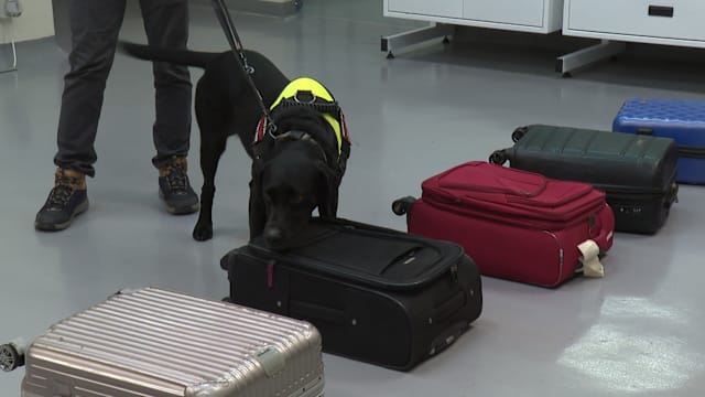 国家公园局利用警犬神探 打击非法野生动植物走私