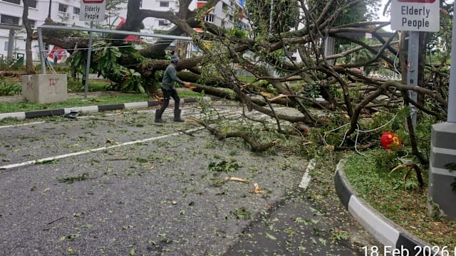 麦波申大树倒下阻碍双向车道 幸无人受伤