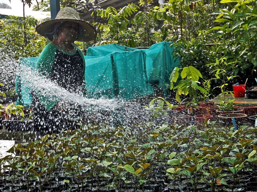 NParks adds more slots for Pasir Panjang Nursery tour