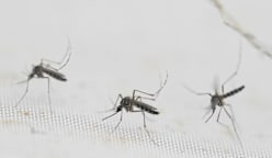 ஆண்கொசுக்களை வைத்துப் பெண்கொசுக்களை ஒழிக்கும் ‘Wolbachia’ - 10 ஆண்டுகள்!