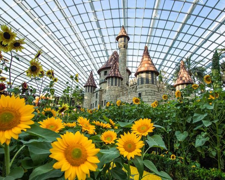 More than 10,000 sunflowers on display at Gardens by the Bay until Oct 21