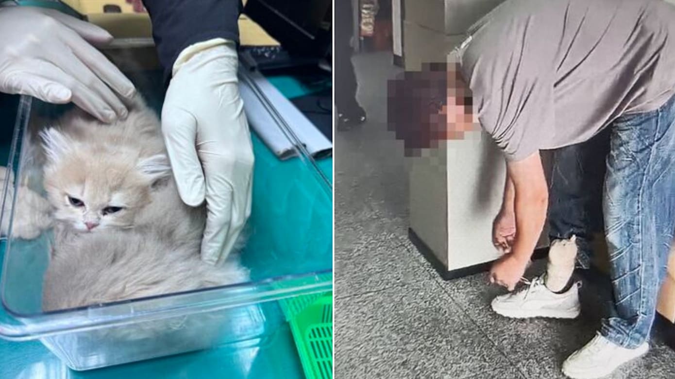 身形异常臃肿 台湾男子绑两波斯猫闯关被截