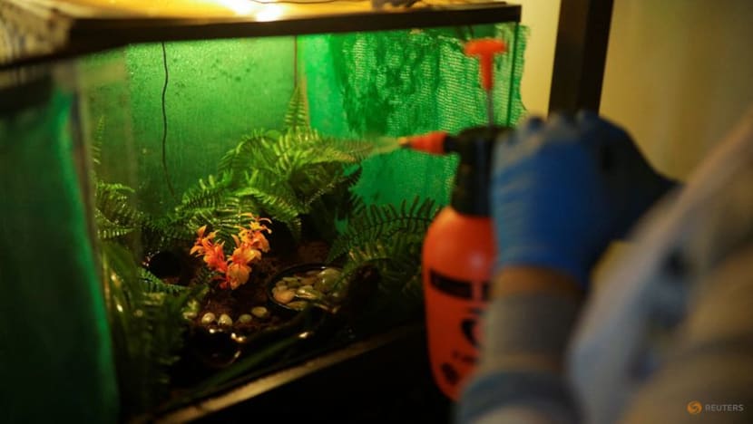 Chile takes new steps to save endangered Darwin's frog