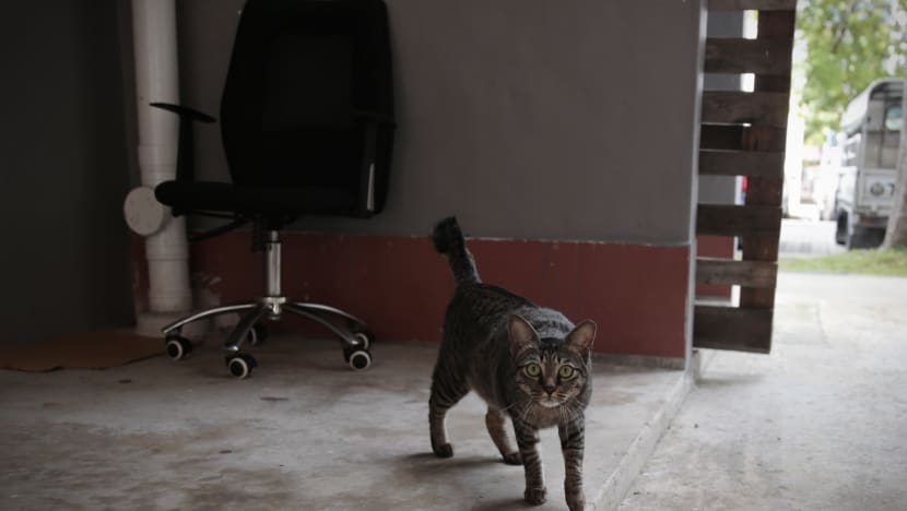 Woman fined for abandoning 4 cats, fearing they could spread Covid-19