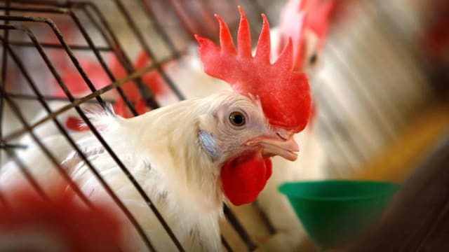 全球首例！美国出现人类感染H5N5禽流感病例