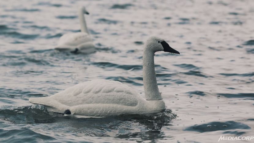 Robot swans bring new advanced technology to water testing