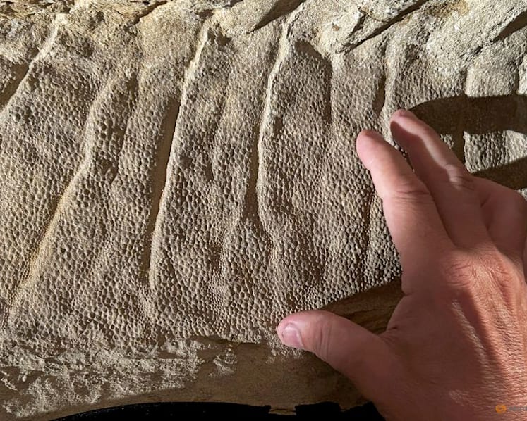 Wyoming dinosaur 'mummies' reveal a surprise: hoofed feet
