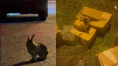 23 Rabbits Allegedly Abandoned At Seletar Farmway; 3 Newborns Have Died