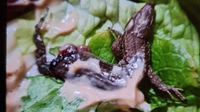 麦当劳汉堡里加料！壁虎被压扁、内脏炸出