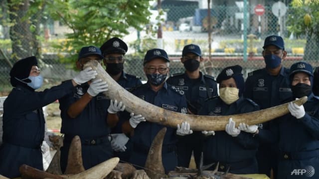 马国破获最大宗象牙走私案 起获6000公斤重象牙