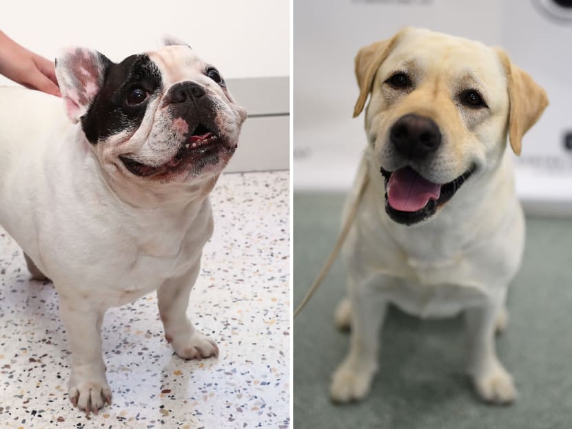 A French bulldog (left) and a labrador retriever.