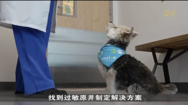 研究：宠物面对敏感问题日益严重