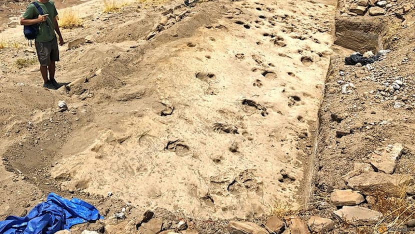 Kenyan footprints shed light on prehistoric human cousin Paranthropus