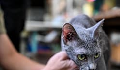 Thailand's native cats recognised as national symbols 