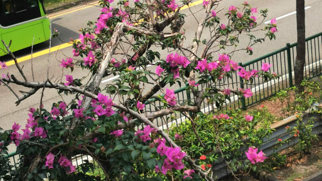 【笔耕园地】 咏天桥九重葛