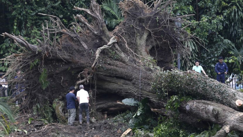 Widower sues NParks for negligence after wife killed by falling tree in Botanic Gardens