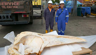 Omura's whale carcass found in Singapore can help scientists unlock mysteries of little-known species