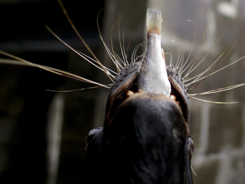 Animals still stuck in cages a year after zoo closure