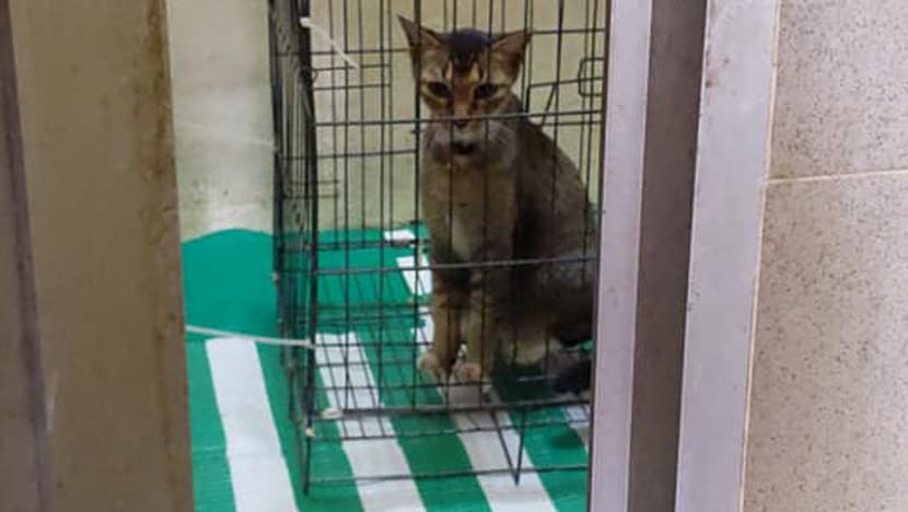 Cat placed at bin centre: Tampines Town Council apologises for ‘lapse in protocol’