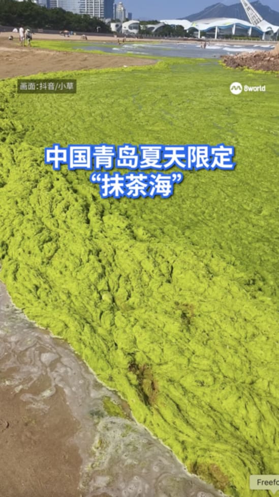中国青岛夏天限定 “抹茶海”