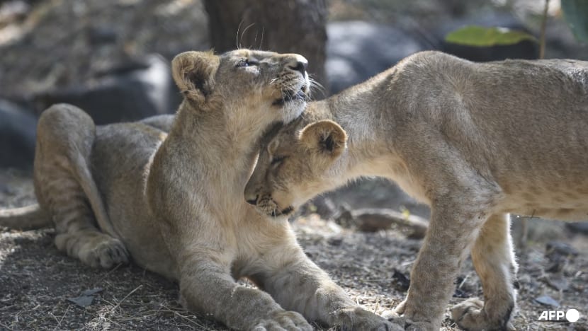 India's lion population rises by a third India's lion population rises by a third
