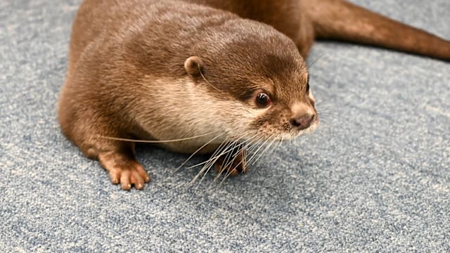 全球首只“水獭警官”报到！水下嗅觉神探，破25年悬案寻4失踪者