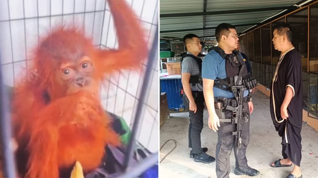 涉嫌贩卖从印尼走私到泰国的猩猩 三名男子被捕