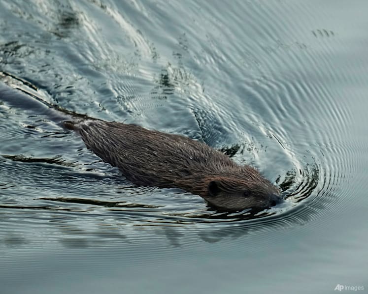 California aims to tap beavers, once viewed as a nuisance, to help with water issues and wildfires