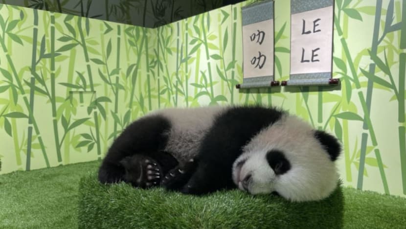 Anak beruang panda pertama S'pura, Le Le giat bersukan di gimnasium rekaan khas Anak beruang panda pertama S'pura, Le Le giat bersukan di gimnasium rekaan khas