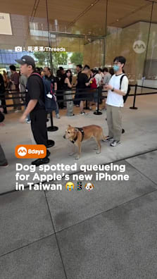 We showed this to our dog and he said it was AI #8dayssg #8dayssgtrending #fypsg #iphone #dog 