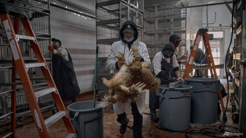 Bird flu outbreaks in mammals double, raising human risk: Report