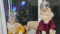 Related article image