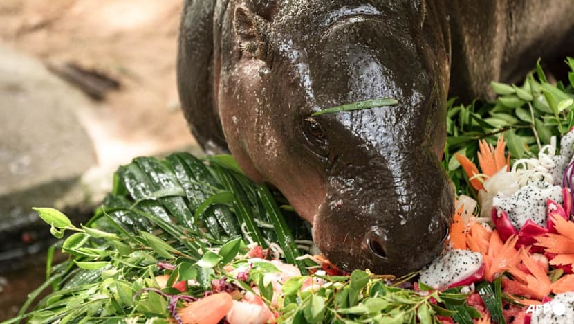 Trespasser caught in viral hippo Moo Deng's Thai zoo pen