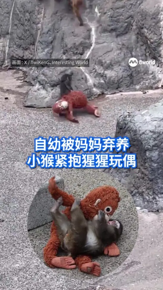 20260216 japan baby monkey