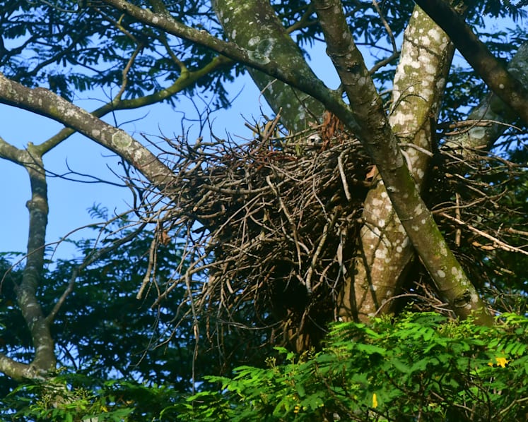 Nature Society urges HDB to save more of Tengah new town’s forests for wildlife