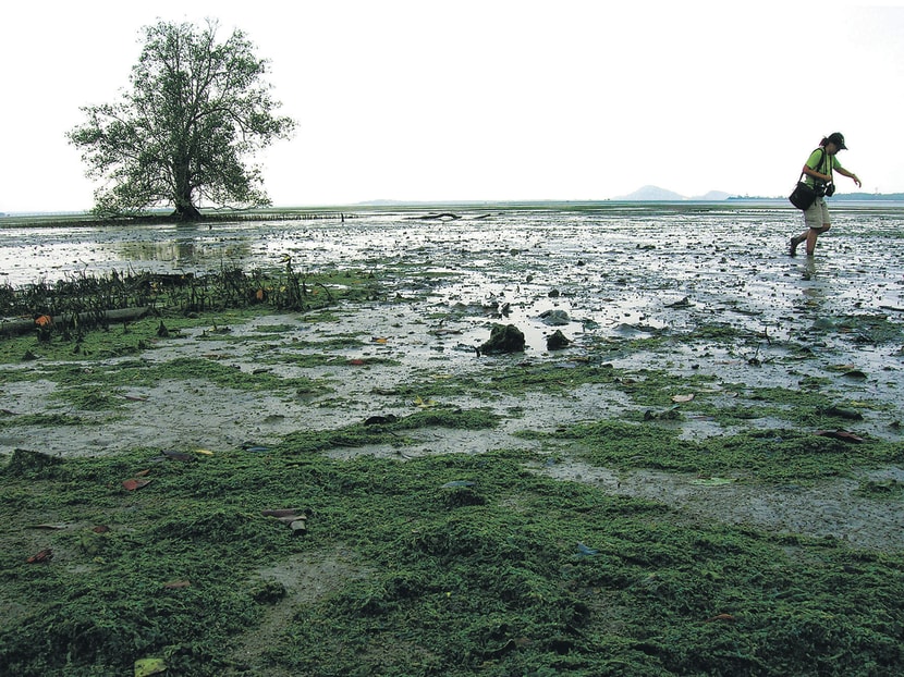 Don’t sacrifice Pulau Ubin in the name of progress. TODAY file photo