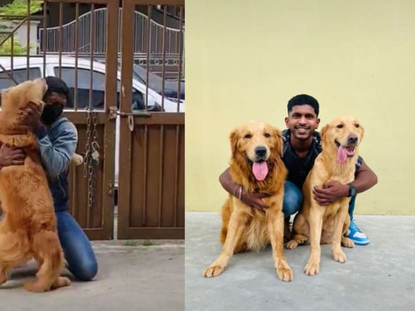 Mr Paandiyeraj Nadumaran's video of his reunion with his two Golden Retrievers has won over social media users.
