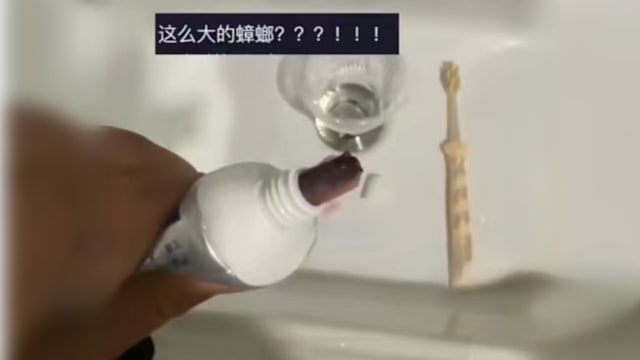 称没盖好遭“小强”钻入 广东女子挤牙膏刷牙竟挤出大蟑螂