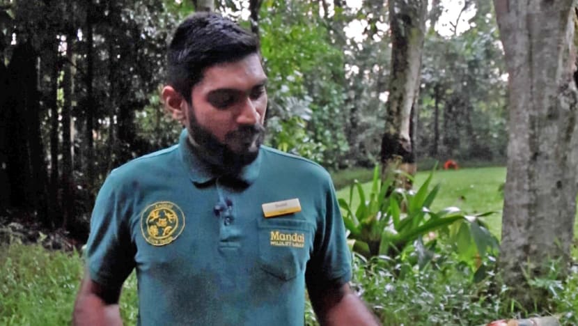 Creating puzzles to entertain their animals, it's Mandai zookeepers' turn to do the juggling