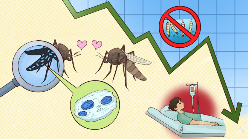 With record low dengue numbers so far this year, has Singapore turned the corner against the persistent health scourge?