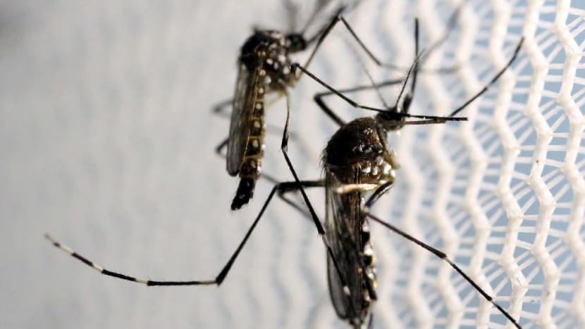13 S’pore students contract chikungunya fever on trip to Thai village