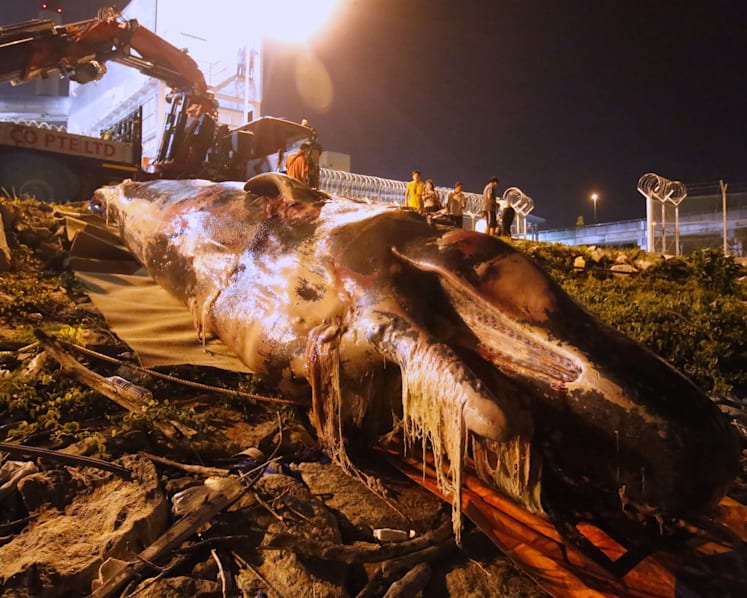 Carcass of sperm whale found near Jurong Island