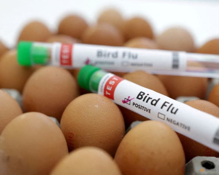 Australia reports first human avian flu infection