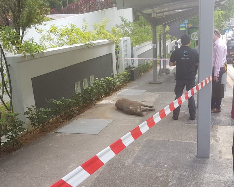 Man suffers cuts to legs after wild boar attack near Hillview condominium