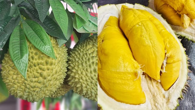 猫山王榴梿无限任吃，也要吃得健康！