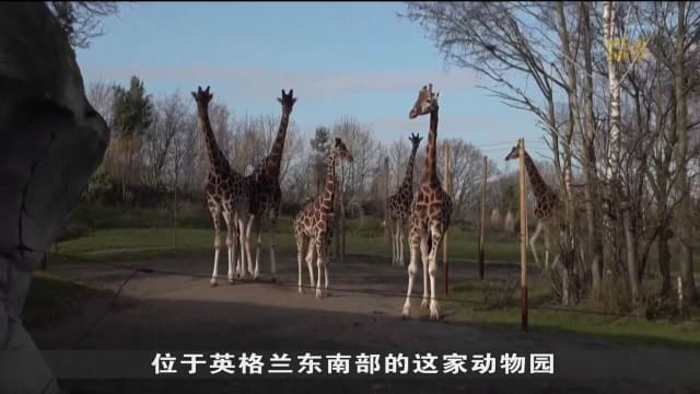 英国动物园和保护组织 恳求政府与欧盟达成动物运输协议