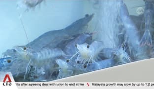 Supermarket customers can buy live locally produced shrimp and fish at selected outlets 