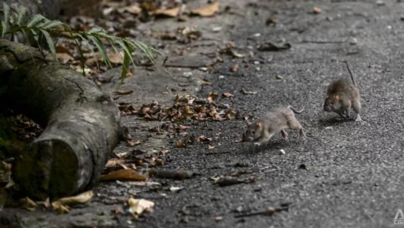 Sarang tikus di Little India susut daripada 37 kepada 0 pada April: NEA
