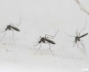 More mosquitoes, less birdsong: Increasingly extreme El Ninos may favour pests while other animals swelter