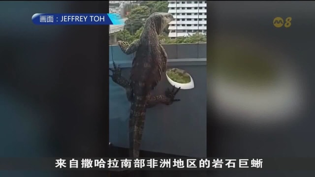 闯入组屋单位巨蜥并非本地物种 专家：或来自非法宠物交易